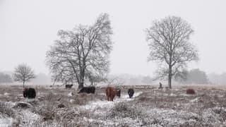 3-1-2026 Doldersummerveld