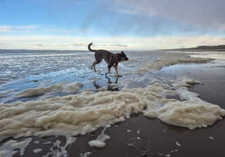 Bij gebrek aan sneeuw