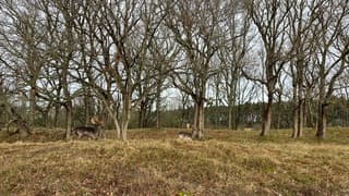 Herten in de A’damse Waterleidingduinen