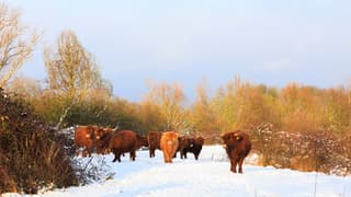 Hooglanders in de zon