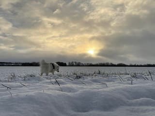 Ochtendwandeling met de hond