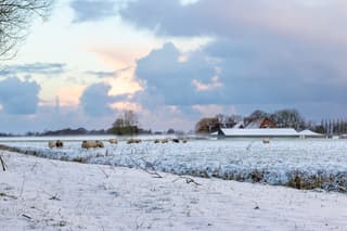 Sneeuw aan de rand van het bos (Jelsum)