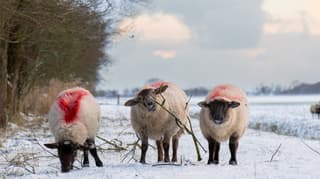Schaap bijt op een houtje...