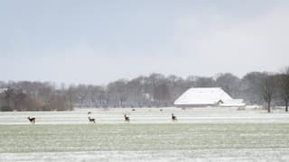 Reeën in besneeuwde Friese landschap. 