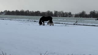 Paarden in de wei