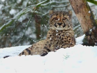 Jachtluipaard in de sneeuw