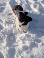 Pup geniet van de sneeuw
