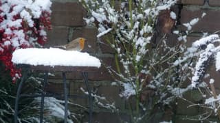 Roodborst sneeuw