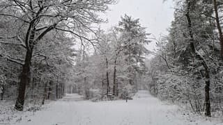 Links of rechts? Niet verdwalen in besneeuwd bos