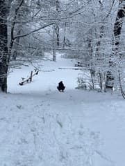 Sleeën op de vroege ochtend