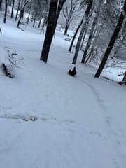 Sleeën op de vroege ochtend!