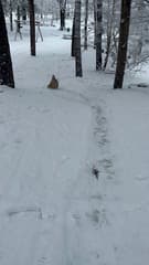 Hard de grote bult af