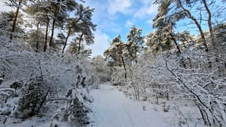 Winters plaatje in het bos