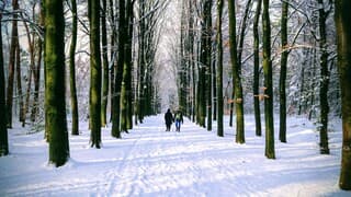 Wandelaars in de bossen op de Utrechtse Heuvelrug in een witte wereld 