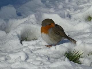 Roodborstje in de sneeuw