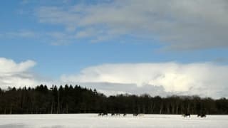 Paarden en spreeuwen zoeken voedsel in de sneeuw.