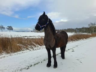 Tjille in winterwonderland 