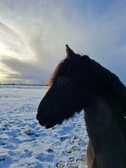 Sneeuw op komst