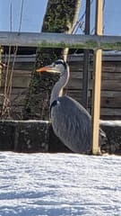 Reiger