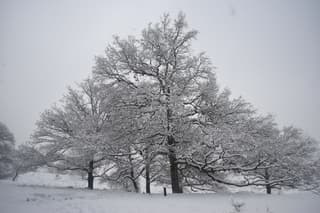 Bomen bedekt met sneeuw op de Veluwe