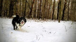 Bello is blij met de sneeuw