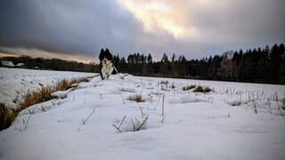 Bello is blij met de sneeuw