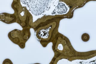 De Vennen, sneeuw & dooi