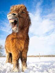 Blije pony