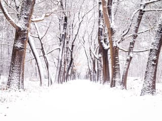 Sneeuw in het bos bij Beerze