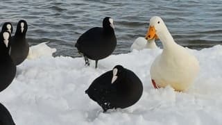 Eenden in de sneeuw