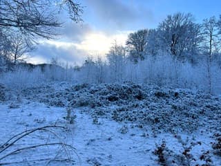 Sneeuwpret in het bos