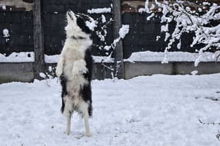 Eindelijk ook hier echte sneeuw