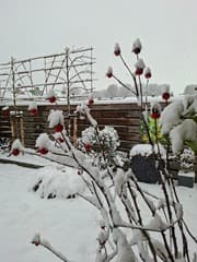 Rozenbottels in de sneeuw