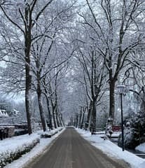 Besneeuwde laan