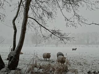 Schapen in sneeuw