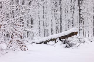 Veel sneeuw op de Veluwe