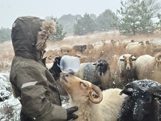 Kleine herder met schaapskudde