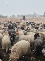 De "drenten" in Brabant