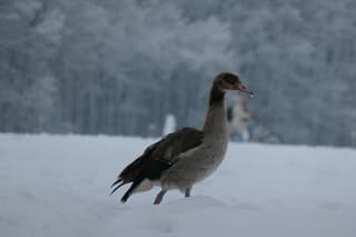 Nijlgans in de sneeuw