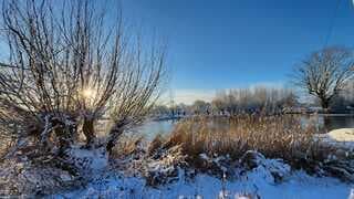 rietoever met wilg aan de vecht