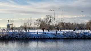 molen aan de vecht met vlucht ganzen