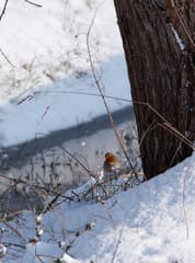 Roodborstje in de sneeuw