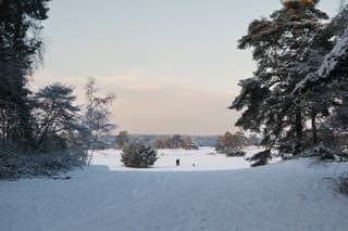 Sneeuw in de Soesterduinen