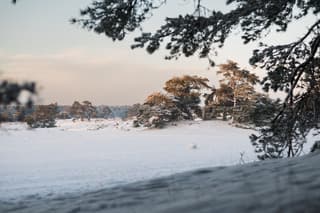 Sneeuw in de Soesterduinen
