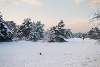 Sneeuw in de Soesterduinen