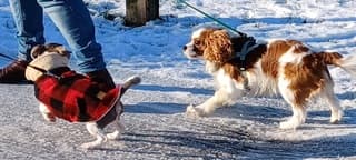 Speelsigheid in de sneeuw 