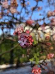 Lente en winter in een foto