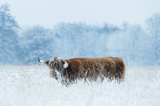 Schotse hooglander in de sneeuw