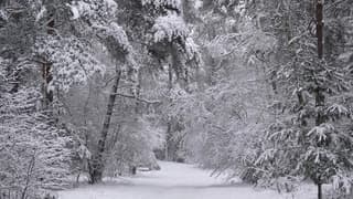 Uitkijken voor hangende takken