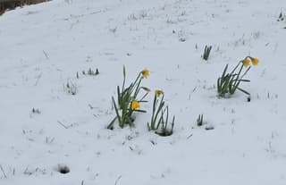 Narcis in de Sneeuw
